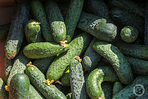 фото: Дмитрий Рогулин / "Городские вести"