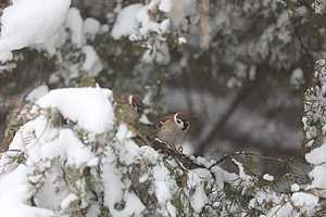 Фото: Данил Савченко / "Городские вести"