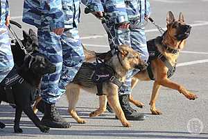 Фото: Дмитрий Рогулин / "Городские вести"