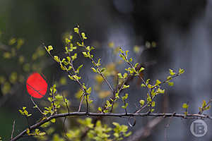 фото: Данил Савченко / "Городские вести"