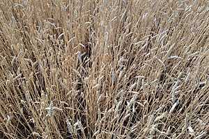 Фото: Дмитрий Рогулин / "Городские вести"