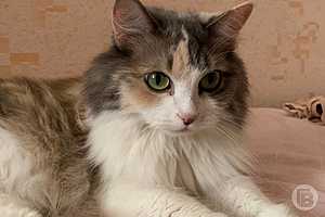 Фото: "Городские вести"