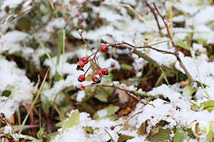 фото: Дмитрий Рогулин / "Городские вести"