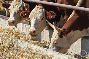 Фото: Дмитрий Рогулин / "Городские вести"