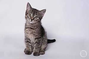 Фото: Павел Мирошкин / "Городские вести"