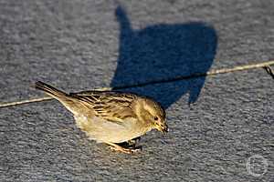 Фото: Дмитрий Рогулин / "Городские вести"