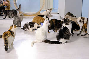 Фото: зооприют "Маринины Хвостики"