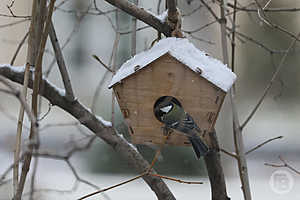 фото: Дмитрий Рогулин / "Городские вести"