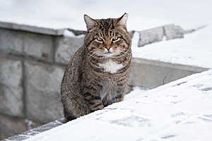 Фото: Павел Мирошкин / «Городские вести»