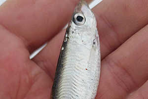 Фото: Вадим Чугунов