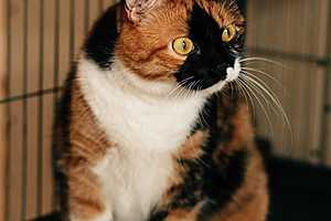 Фото: кошачий приют "Домик"