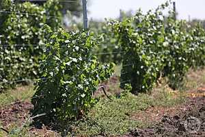 Фото: Дмитрий Рогулин/"Городские вести"