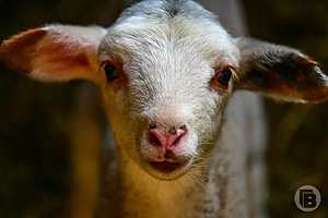 Фото: Дмитрий Рогулин / "Городские вести"