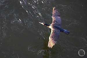 Фото: Дмитрий Рогулин/"Городские вести"
