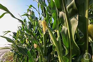 Фото: Дмитрий Рогулин / "Городские вести"