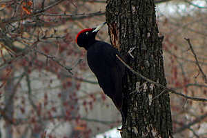 фото: облкомприроды