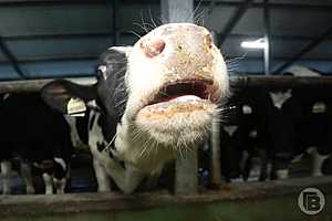 фото: Дмитрий Рогулин / "Городские вести"