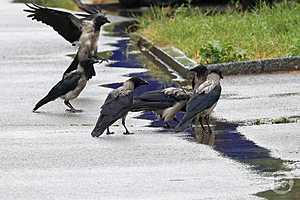 Фото: Дмитрий Рогулин/"Городские вести"