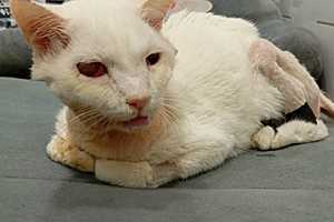 Фото: Волгоградский кошачий приют "Домик"