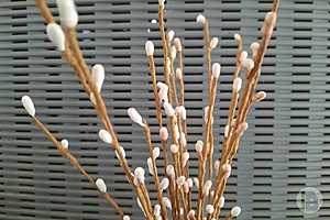 Фото: Елена Силантьева / "Городские вести"