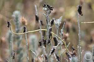 Фото: Дмитрий Рогулин / "Городские вести"