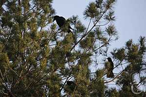 Фото: Дмитрий Рогулин/"Городские вести"