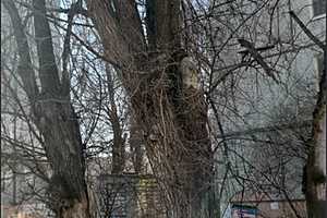 Фото: Рослесозащита