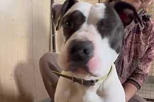 Скриншот: зооприют "Лисена"