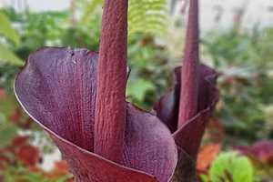 Фото: ботанический сад ВГСПУ