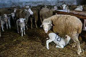 Фото: Дмитрий Рогулин / "Городские вести"