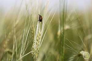 фото: Дмитрий Рогулин / "Городские вести"