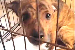 Скриншот видео приюта для животных "Догшанс"