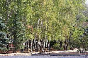 Фото: Дмитрий Рогулин / "Городские вести"