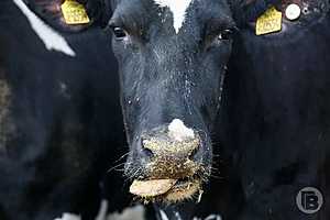 фото: Дмитрий Рогулин / "Городские вести"