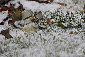 фото: Дмитрий Рогулин / "Городские вести"