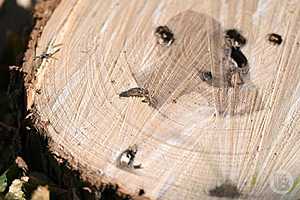 Фото: Павел Мирошкин / "Городские вести"