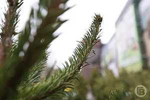 Фото: Данил Савченко / "Городские вести"