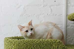 Фото: кошачий приют "Домик"