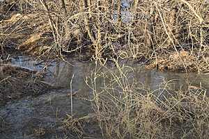 фото: Росприроднадзор