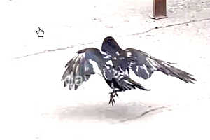 Скриншот видео паблика "Новоаннинский сегодня"