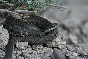 Фото предоставлено Дмитрием Городеевым