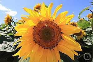 Фото: Дмитрий Рогулин / "Городские вести"