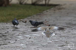 Фото: Дмитрий Рогулин / "Городские вести"