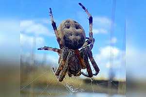 Фото предоставлено Вадимом Чугуновым