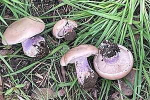 Фото: "Городские вести"