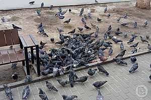 Фото: Евгения Иванова/"Городские вести"