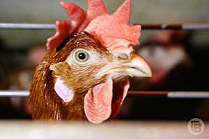 фото: Дмитрий Рогулин / "Городские вести"