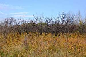 фото: Россельхознадзор