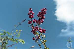 Фото: "Городские вести"