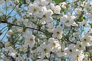 Фото: "Городские вести"